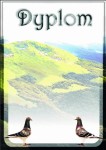 Dyplom papierowy A4 Gołębie DYP57 (25 szt.)
